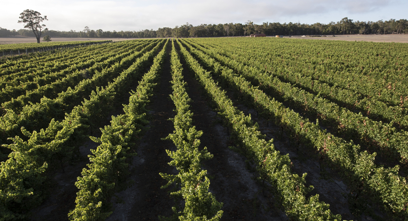 Whicher Ridge Vineyard - Whicher Ridge